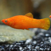 Моллинезия оранжевая (Poecilia sphenops orange Molly)