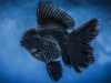 Оранда черная (Goldfish Oranda black) 10-12 см