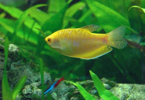 Гурами золотой (Trichogaster trichopterus)