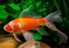 Золотая рыбка Комета красно-белая (Goldfish Comet red-white)