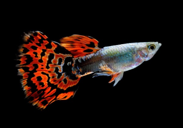 Гуппи красный леопардовый (Guppy Red Leopard)