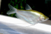 Гурами Лунный (Trichogaster microlepis) 5 см