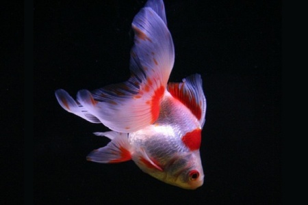 Риукин красно-белый с широким хвостом (Goldfish Ryukin red & white broad tail)