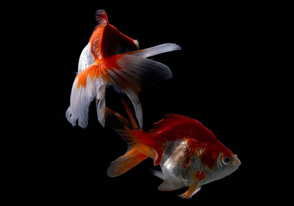 Риукин красно-белый с широким хвостом (Goldfish Ryukin red & white broad tail)