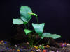 Анубиас Бартера Гигантский (Anubias barteri)