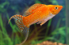 Моллинезия оранжевая лирохвостая (Poecilia sphenops orange Lyretail Molly)
