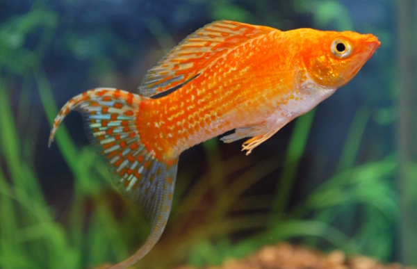 Моллинезия оранжевая лирохвостая (Poecilia sphenops orange Lyretail Molly)