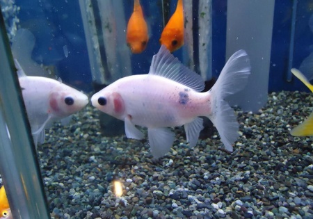 Золотая рыбка Шубункин бристольский белый (Goldfish Bristol Shubunkin white)