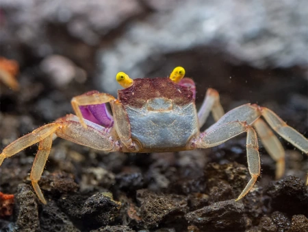 Краб Вампир Орхидея  (Geosesarma sp.) Orchid Vampire Crab