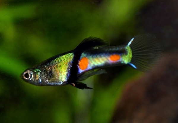 Гуппи Эндлера Кампона Эль Тигре  (Guppy) Самец
