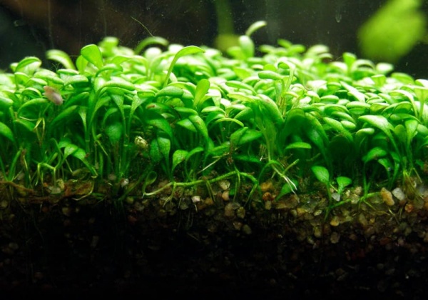 Глоссостигма элатиновидная (Glossostigma elatinoides)