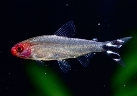 Родостомус, Тетра красноносая  (Hemigrammus rhodostomus, Hemmigrammus bleheri)