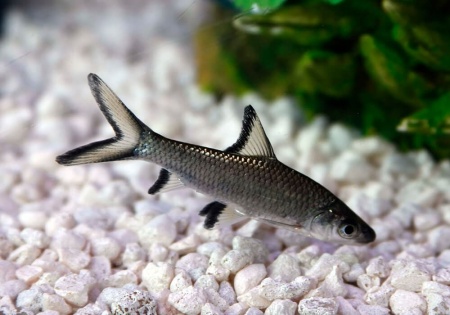 Акулий Балу (Balantiocheilus melanopterus)