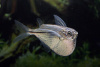 Клинобрюшка обыкновенная (Gasteropelecus sternicla)