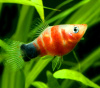 Пецилия красное сердце (Xiphophorus maculatus Bleeding Heart Platy)