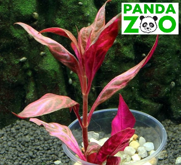  Альтернантера рейнеки вариегата Alternanthera reinecki variegated L017