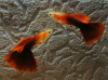 Гуппи кои смокинг (Guppy Koi Tuxedo)