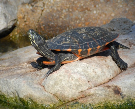 Западная Расписная Краснобрюхая черепаха (Pseudemys rubriventris)