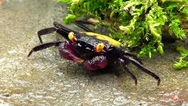 Краб Вампир Желтая спина САМКА  (Geosesarma bicolor sp. Yellow  female)