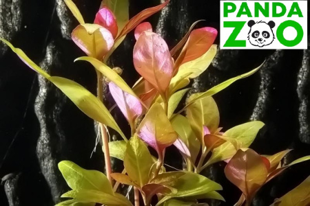 Alternanthera reineckii Kleines Papageienblatt - Альтернантера рейнеки папагейт L169