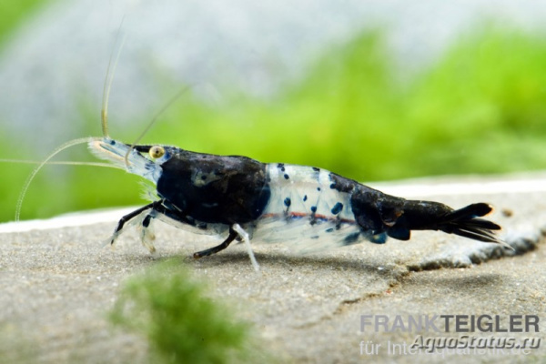 Креветка Рили Карбон  ( Neocaridina cf. davidi `Rili Shrimp` Carbon)
