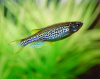 Данио леопардовый (Danio frankei)