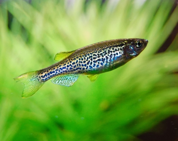 Данио леопардовый (Danio frankei)