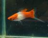 Меченосец Кохаку (Xiphophorus helleri Koi Kohaku) Санта Клаус