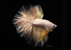 Петушок Халф Мун золотой самец( Betta male Halfmoon gold)