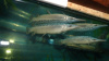Щука Длинорылый Панцирник  (Lepisosteus osseus) 8-11 см