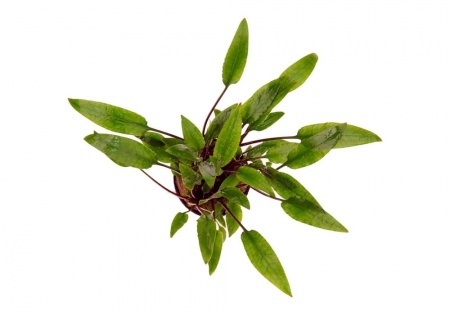 Криптокорина желтая или лютея (Cryptocoryne lutea)