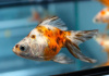 Риукин ситцевый с широким хвостом (Goldfish Ryukin calico broad tail)