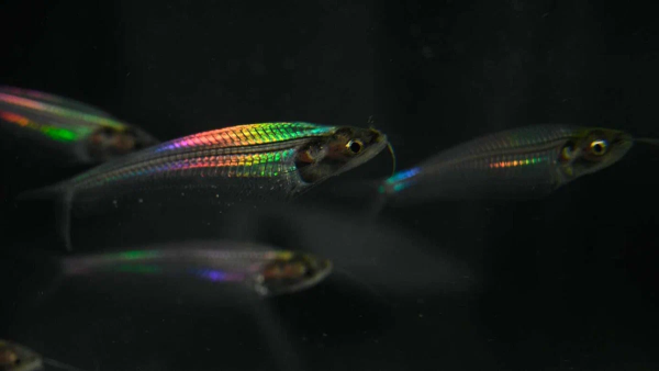  Стеклянный сом (Kryptopterus vitreolus)