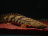 Полиптерус Эндлихера (Polypterus endlicheri) 5-7 см