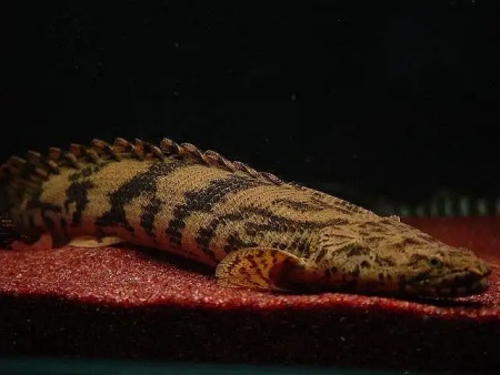 Полиптерус Эндлихера (Polypterus endlicheri) 5-7 см