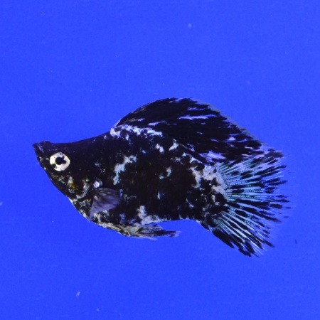 Моллинезия мрамор баллон (Poecilia sphenops Marble Molly balloon) 3,3-3,5см