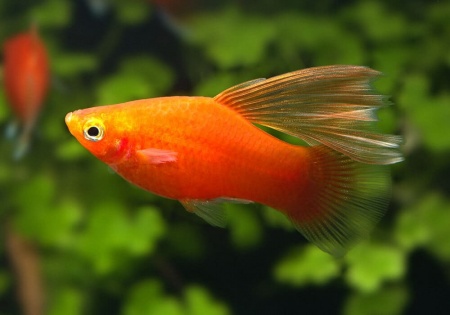 Пецилия красная высокоплавничная (Xiphophorus maculatus red hifin Platy)