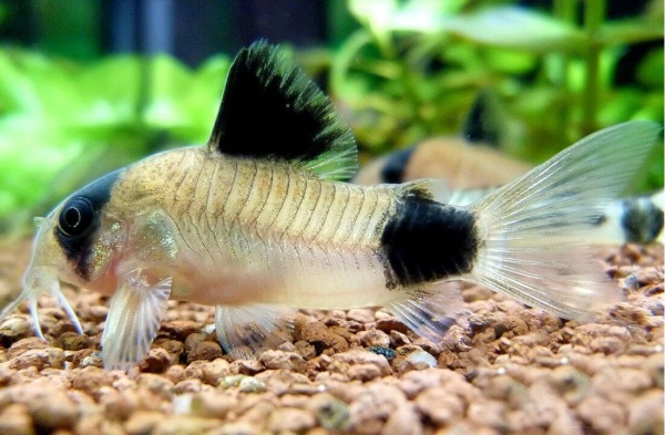 Коридорас Панда (Corydoras panda)  сом  2,2-2,5 см 