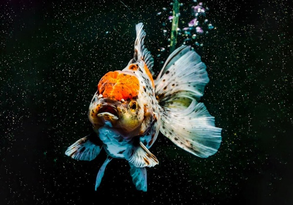 Оранда ситцевая  (Goldfish Oranda calico)