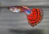 Гуппи красная мозаика (Poecilia reticulata red mosaic)