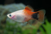 Пецилия красно-белая Микки Маус (Xiphophorus maculatus white-red Mickey Mouse Platy)