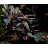Буцефаландра Миниатюрная (Bucephalandra sp. "Kedagang Mini) 1 ветка