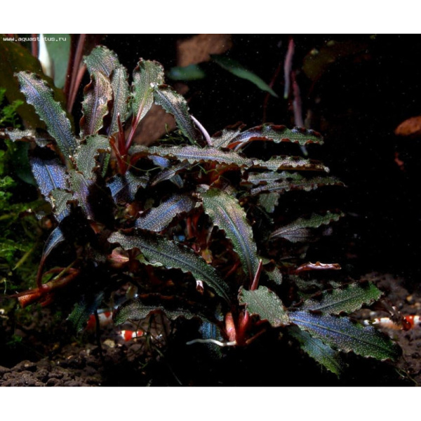 Буцефаландра Миниатюрная (Bucephalandra sp. "Kedagang Mini) 1 ветка