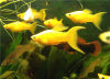 Моллинезия желтая лирохвостая (Poecilia sphenops Gold Molly)