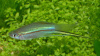 Меченосец Геллера зеленый (Xiphophorus helleri Green)