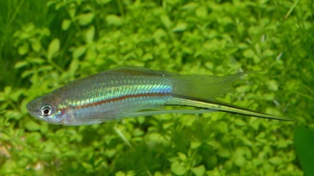 Меченосец Геллера зеленый (Xiphophorus helleri Green)
