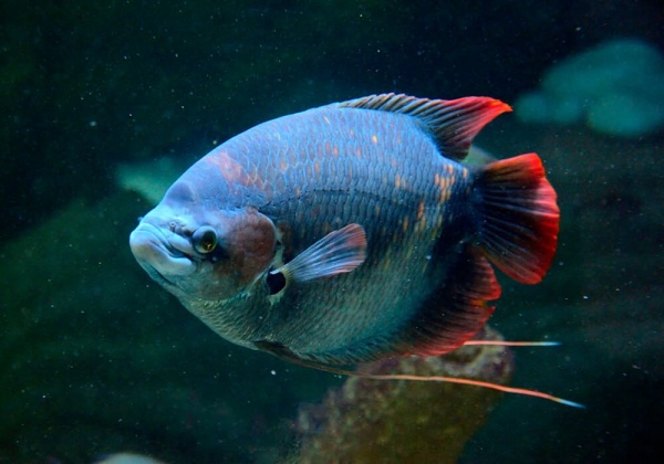 Гурами Гигантский Краснохвостый (Osphronemus laticlavius)