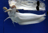 Арована Южноамериканская альбинос (Osteoglossum bicirrhosum albino) 10-12см