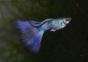 Гуппи синий московский (Guppy Moscow Blue)