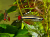 Кардинал (Tanichthys albonubes) 2 см